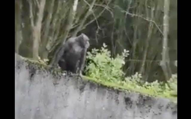 Вижте как шимпанзе успя умело да избяга от зоопарк (ВИДЕО)