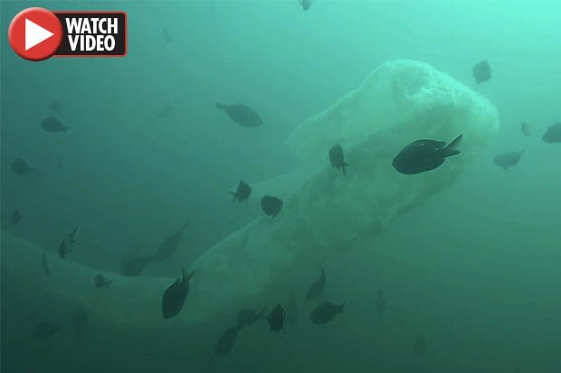 Какво е това?! Огромно морско чудовище изплаши водолази (ВИДЕО) 