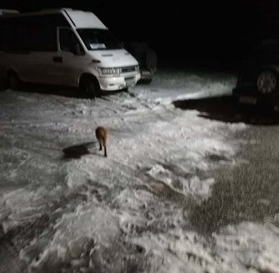 От 2 години насам всяка вечер по едно и също време лисица в Родопите... (ВИДЕО)
