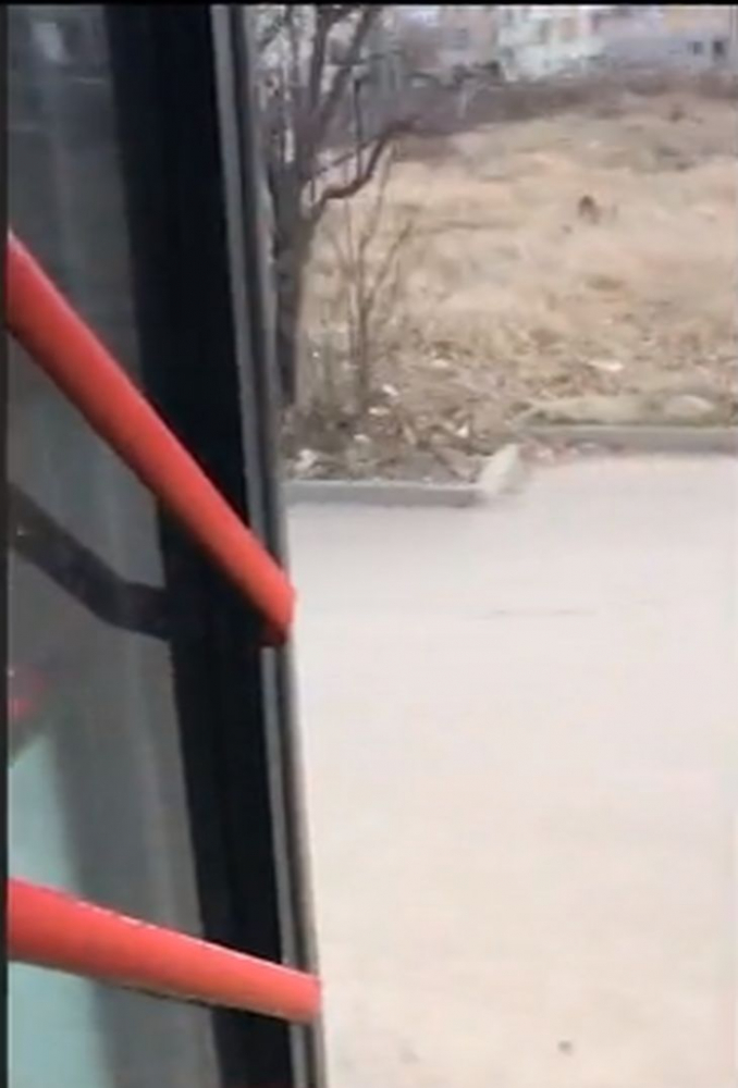 Аделина Радева и Виктор Николаев се изгавриха с шофьор и пътниците на автобус (СНИМКА)