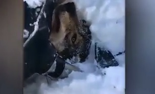 Ужасно ВИДЕО 18+ шокира мрежата! Мъж умишлено смаза вълк със снегохода си