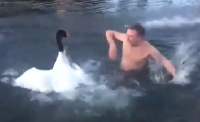 Голям смях! Агресивен лебед нападна мъж (ВИДЕО)
