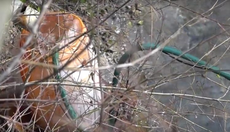 Троянският Туин Пийкс! Сенките зад Сдружение „Курортен комплекс Чифлик“ ползват медийната бухалка „Зов Нюз“ 