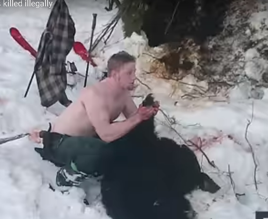 БРУТАЛНО ВИДЕО: Баща и син убиха мечка с мечетата, докато спят зимен сън