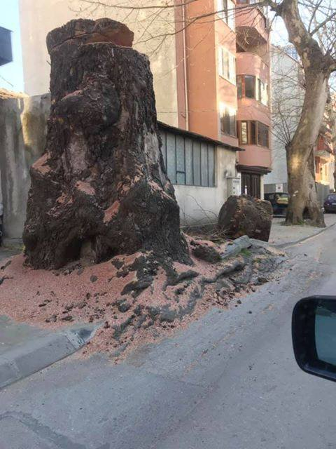 Варненци подскочиха заради чинар на век и половина (СНИМКИ)