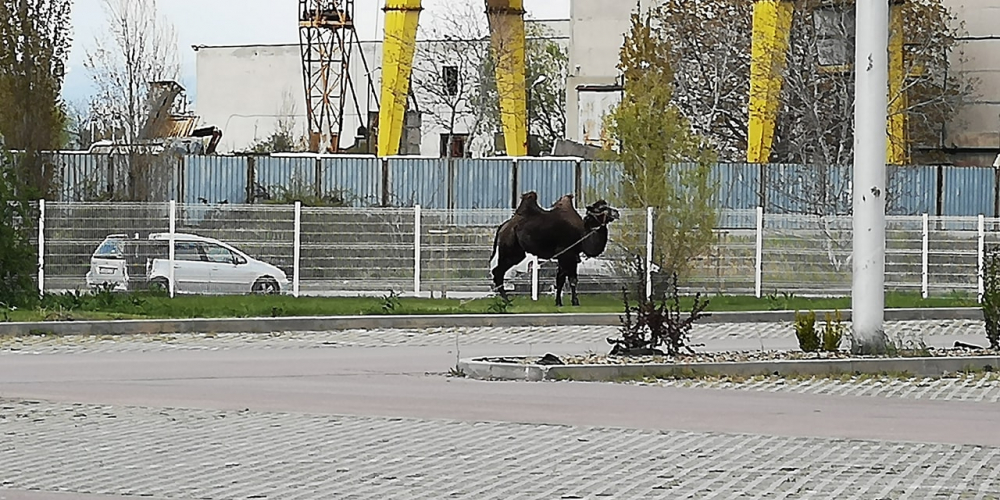 Само в БЛИЦ! Ей такова нещо в "Люлин" не се беше случвало (СНИМКИ)