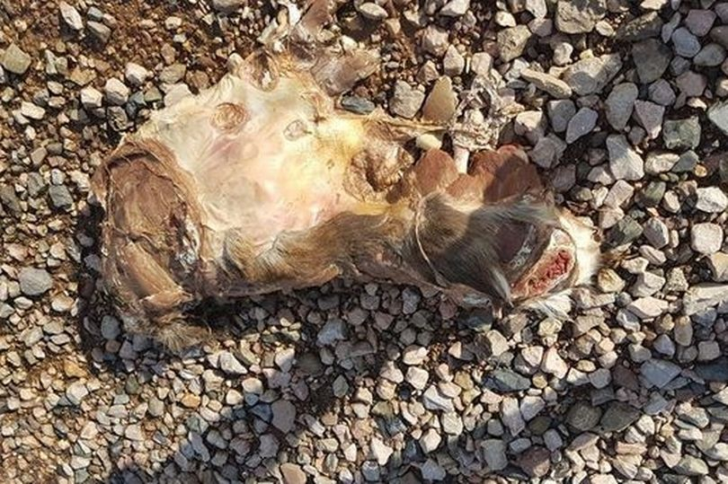 Британец се натъкна на странна твар на плажа в Девън (СНИМКИ)