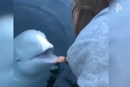 Уникално ВИДЕО: Момиче изпусна смартфона си в морето, кит й го върна