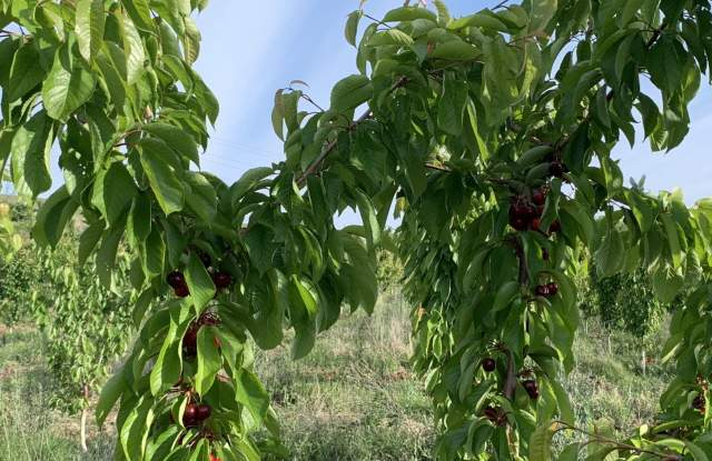 Такава природна аномалия в Перущица никога не е имало (СНИМКИ)