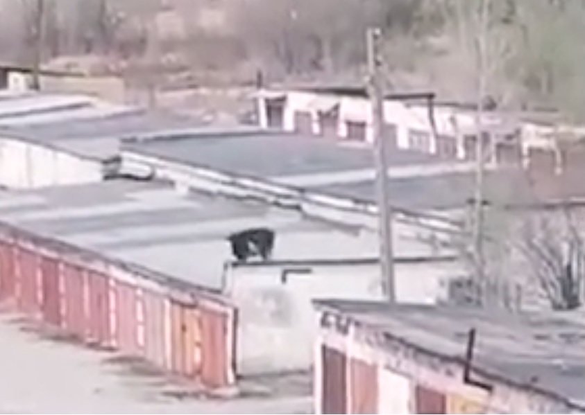 Крава мистериозно се озова на покрива на сграда (ВИДЕО)