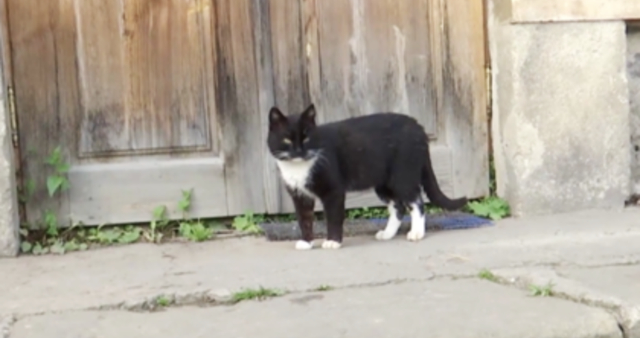 Котарак мина 300 км, за да се върне в манастир (ВИДЕО)
