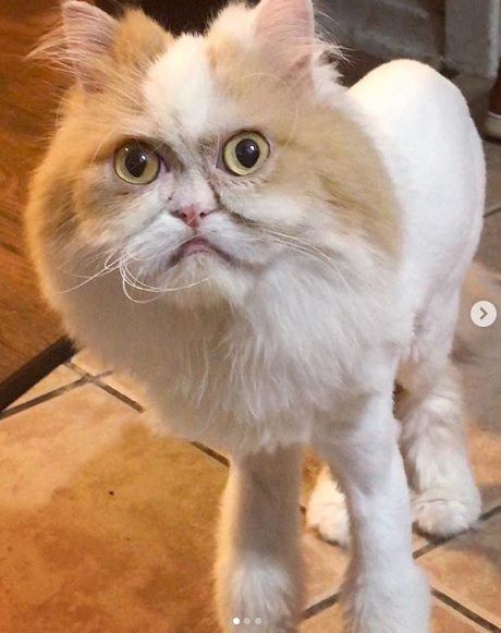 Светът има нова котешка звезда! И тя е намръщена, но... (СНИМКИ)
