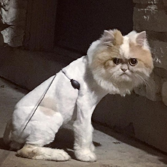 Светът има нова котешка звезда! И тя е намръщена, но... (СНИМКИ)