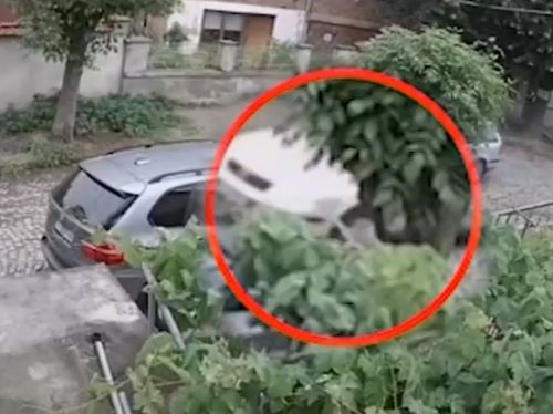 Изверг от Ямбол вбеси мрежата с жестокостта си (ВИДЕО 18+)