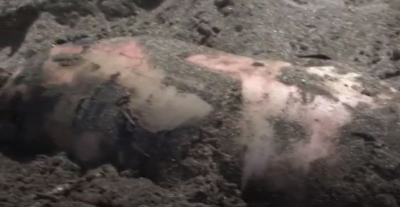 Морето изхвърли обезглавен труп край "Корал" (СНИМКИ)