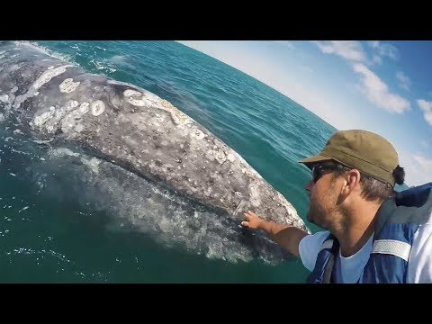 Малък кит доплува до турист, за да го погали (ВИДЕО)