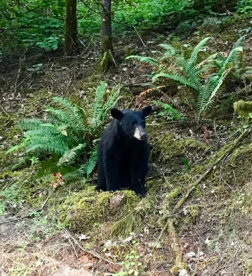 Убиха черно меченце, защото е... твърде любвеобилно (СНИМКИ)