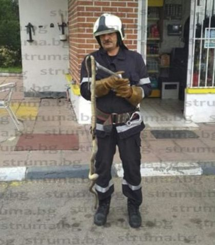 Двуметрова змия направи голяма беля на бензиностанция в Радомирско, но...