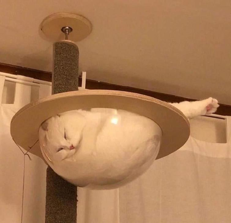 СНИМКИ на течни котки, които игнорират свойствата на твърдите вещества 