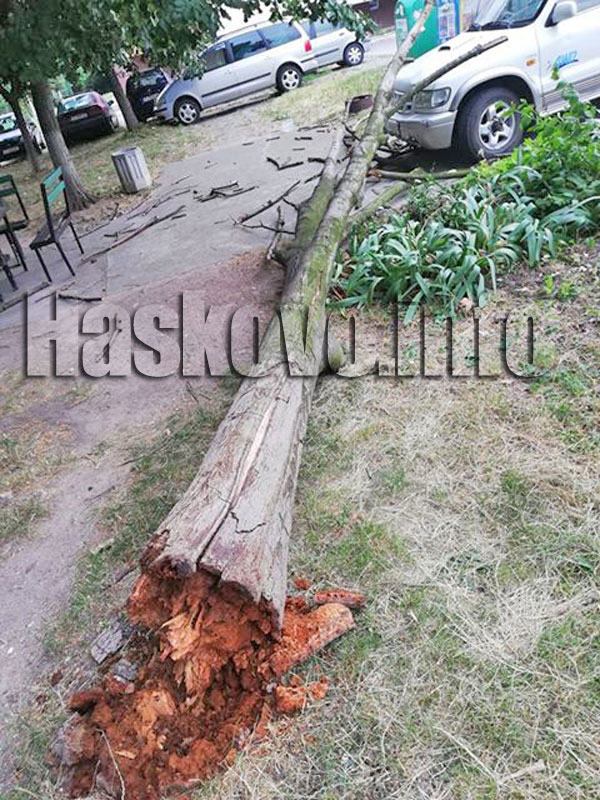 Огромно дърво рухна в Хасково на метри от... (СНИМКИ)