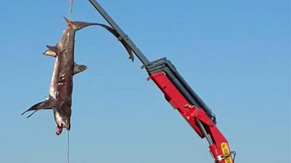 Уровиха огромни акули край бреговете на популярни турски курорти 