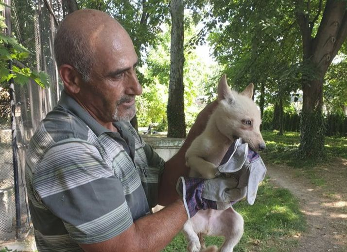 Рядко виждан по нашите земи хищен звяр се появи във Варна (СНИМКИ)
