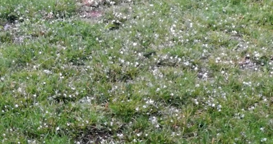 Ужасяващ порой и градушка съсипаха реколтата в монтанско село