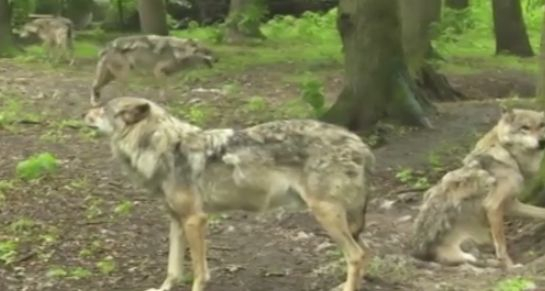 Като във филм на ужасите: Глутници свирепи вълци тероризират Германия