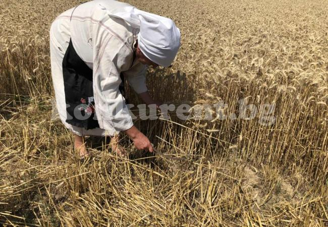 Ангел Джамбазки подкара страшен звяр сред житата (СНИМКИ)