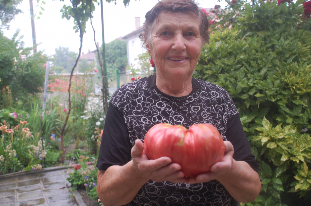 Не е за вярване какво чудо откъсна баба Мария от градината си (СНИМКИ)