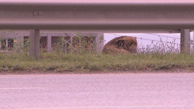 Ужасяващи подробности за озверелия питбул, вилнял в "Бояна" (СНИМКИ)