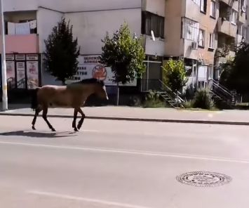 Столичният квартал "Овча купел" заприлича на Дивия Запад (ВИДЕО)