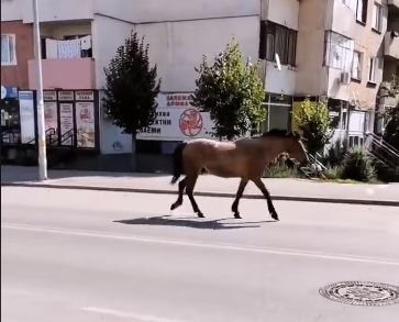 Столичният квартал "Овча купел" заприлича на Дивия Запад (ВИДЕО)