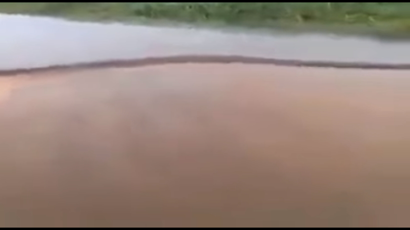 Рибар засне на ВИДЕО гигантска анаконда, преградила цяла река