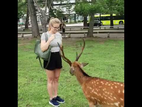 Приказката за вежливия лос е истина! (ВИДЕО)