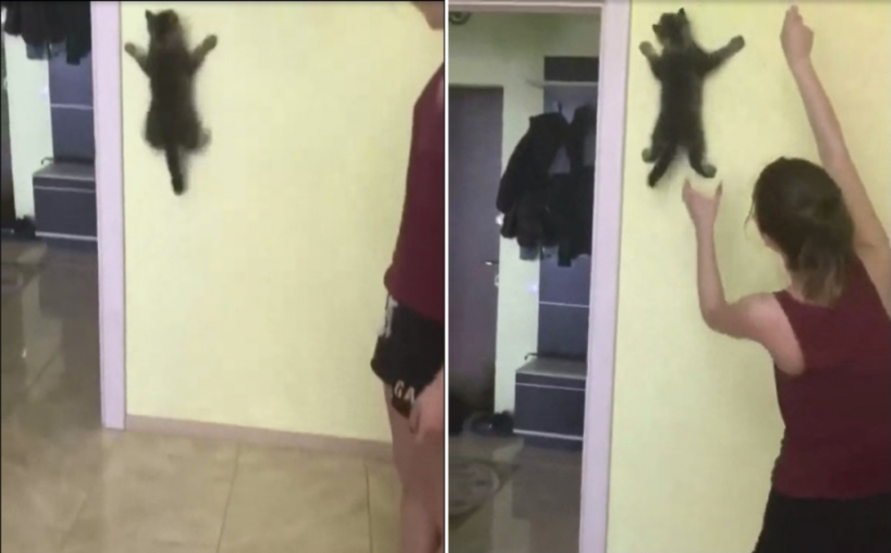 Котенце направи нещо, което изуми цялата мрежа (ВИДЕО)