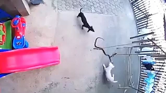 Куче пожертва живота си, за да спаси бебе от кобра ВИДЕО