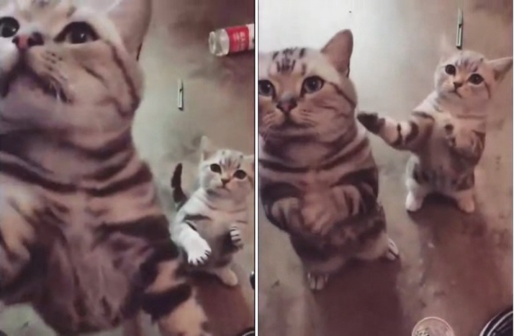 Вижте как котенце и майка му трогателно молят за храна ВИДЕО