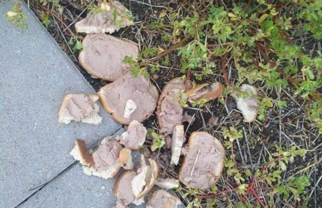 Пловдивчани, внимавайте! Не разхождайте кучетата си на това място СНИМКА 