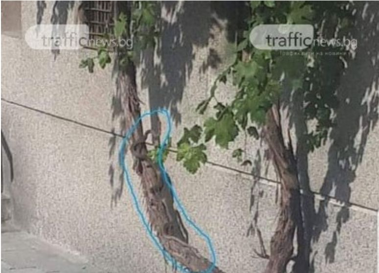 Страховита твар всява паника в Пловдив СНИМКИ