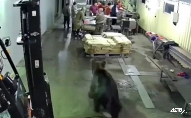 Мечка влезе в завод за риба и стана страшно ВИДЕО