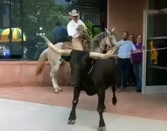 Страховито ВИДЕО! Разярен бик нахлу в галерия на модерното изкуство 