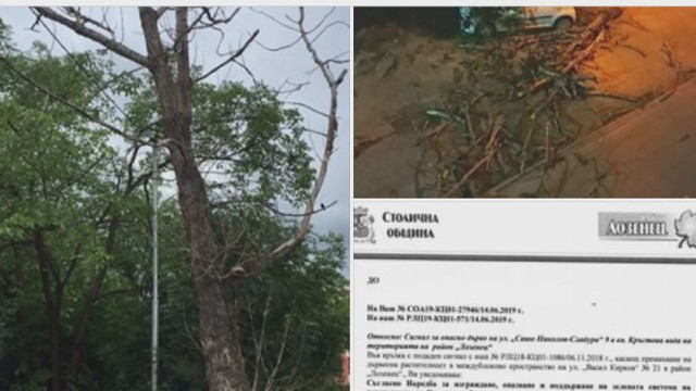 Ужас в София: Дърво за малко да смачка хора, на колата им не се размина 