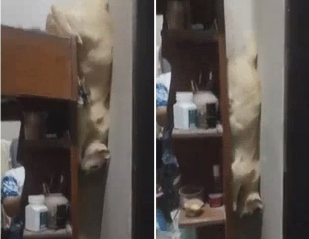 Котарак се страхуваше да скочи и намери хитър начин да слезе ВИДЕО