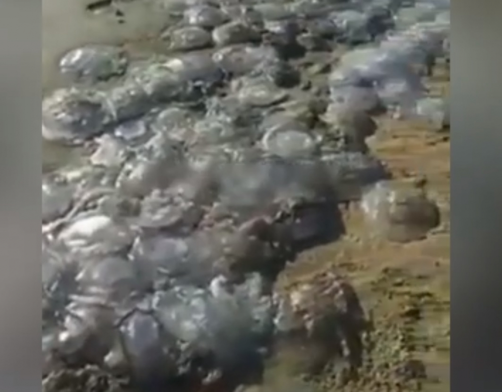 Море се превърна в желе заради мъртви медузи ВИДЕО
