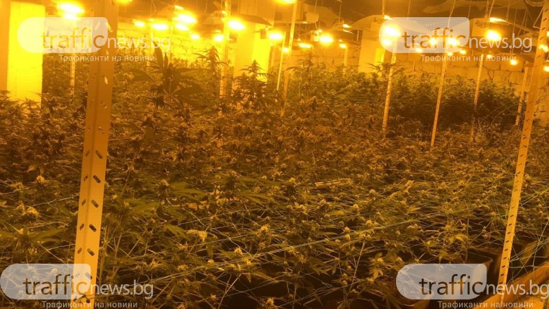 Удариха модерна оранжерия за канабис в родното село на Силви Вартан СНИМКИ
