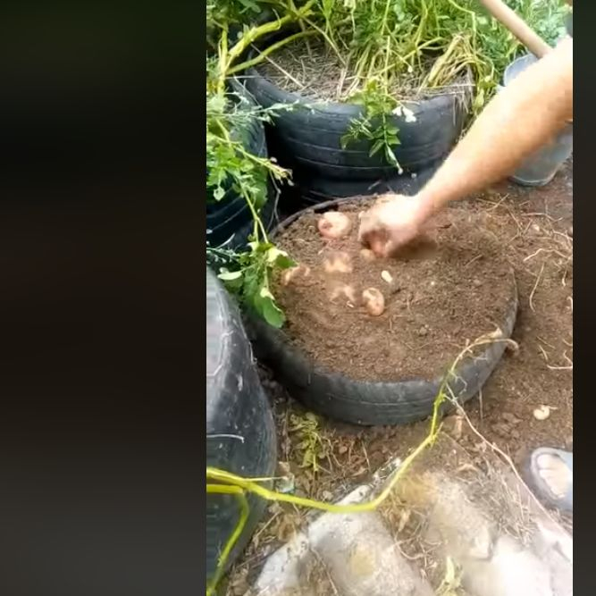 Истински гений: Ей така се отглеждат картофи без копаене и мотика ВИДЕО