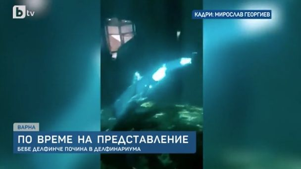 Нелепа смърт в делфинариума във Варна! СНИМКИ