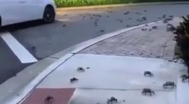 Стотици раци щурмуваха град във Флорида, местните са в шок ВИДЕО 