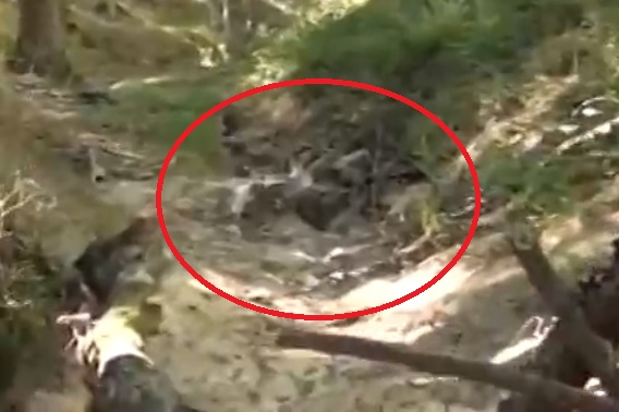 Диво прасе осакати турист в Балкана, но с това неволите му не свършват ВИДЕО